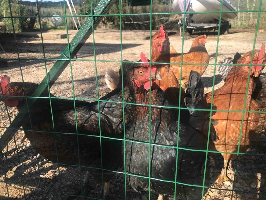 Agriturismo Il Sorbino - Appartamento Da Cocca Pian d'Alma Exterior foto