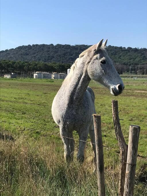 Agriturismo Il Sorbino - Appartamento Da Cocca Pian d'Alma Exterior foto